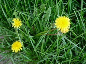 You didn't see these popping up in our yard...